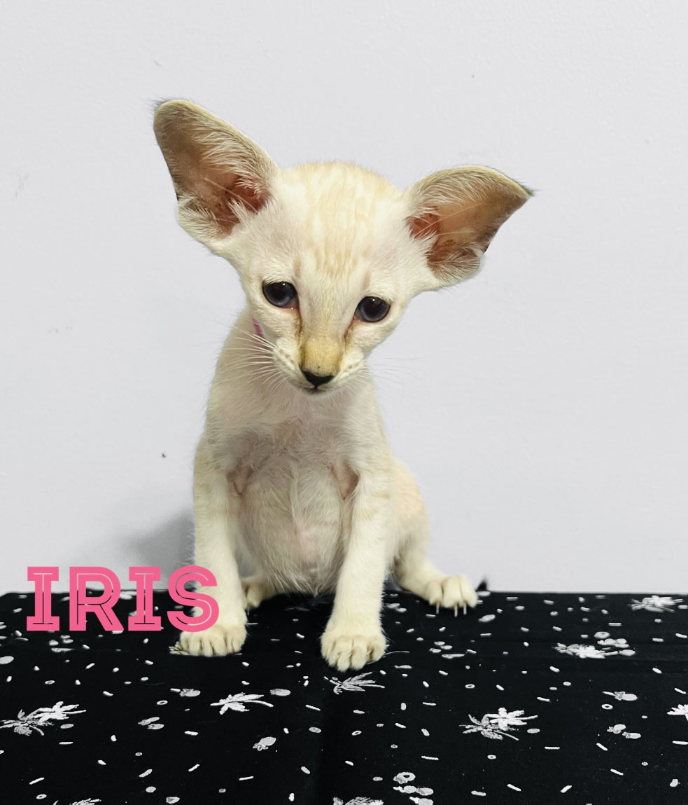 Sphynx Kittens and Cats for sale TICA Indigo Sphynx Cat Breeder